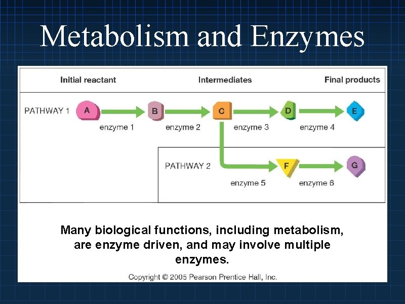Metabolism and Enzymes Many biological functions, including metabolism, are enzyme driven, and may involve