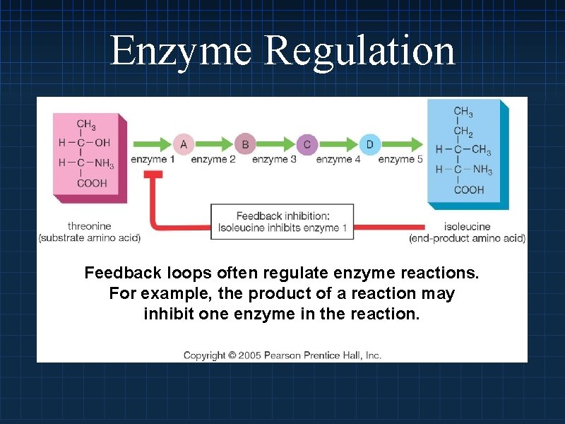 Enzyme Regulation Feedback loops often regulate enzyme reactions. For example, the product of a