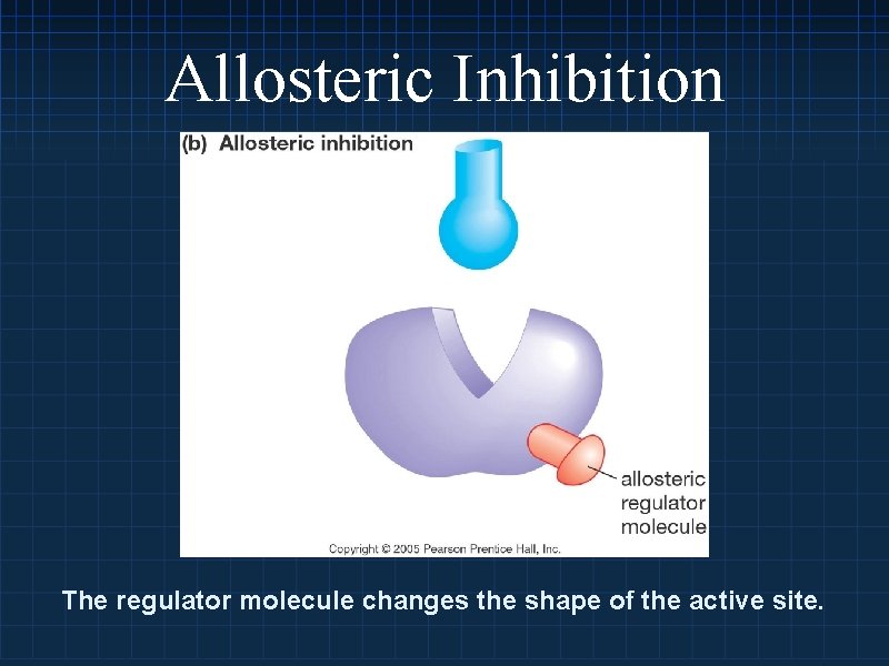 Allosteric Inhibition The regulator molecule changes the shape of the active site. 