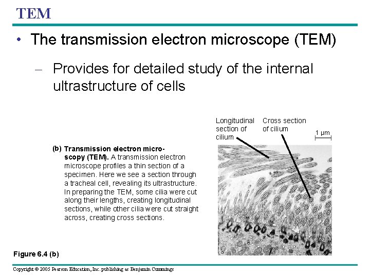 TEM • The transmission electron microscope (TEM) – Provides for detailed study of the TEM • The transmission electron microscope (TEM) – Provides for detailed study of the