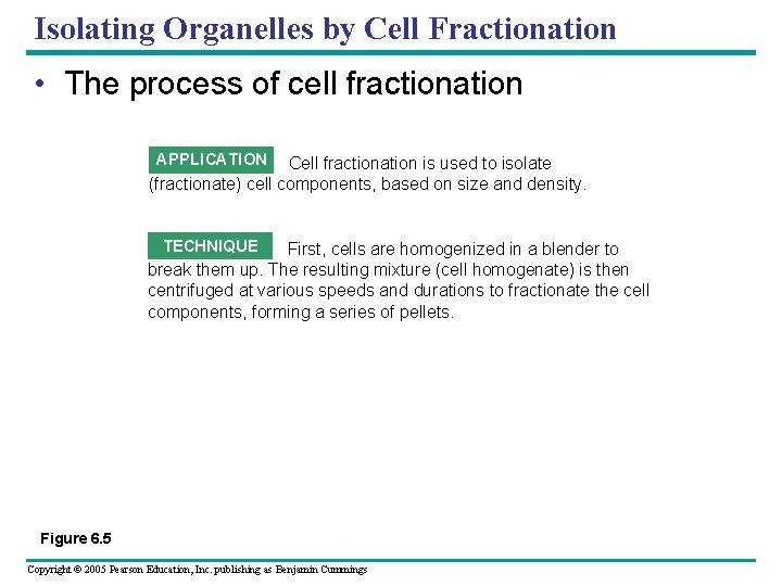 Isolating Organelles by Cell Fractionation • The process of cell fractionation APPLICATION Cell fractionation Isolating Organelles by Cell Fractionation • The process of cell fractionation APPLICATION Cell fractionation