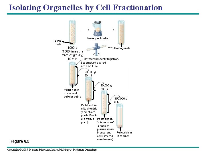 Isolating Organelles by Cell Fractionation Homogenization Tissue cells 1000 g Homogenate (1000 times the Isolating Organelles by Cell Fractionation Homogenization Tissue cells 1000 g Homogenate (1000 times the