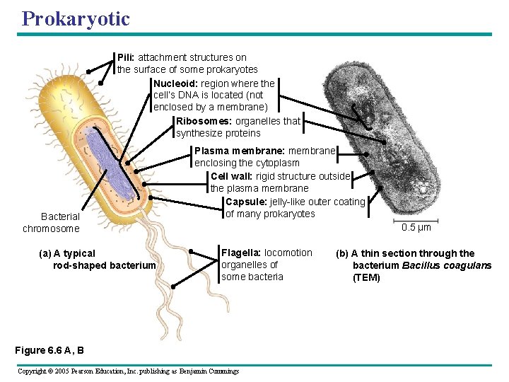 Prokaryotic Pili: attachment structures on the surface of some prokaryotes Nucleoid: region where the Prokaryotic Pili: attachment structures on the surface of some prokaryotes Nucleoid: region where the