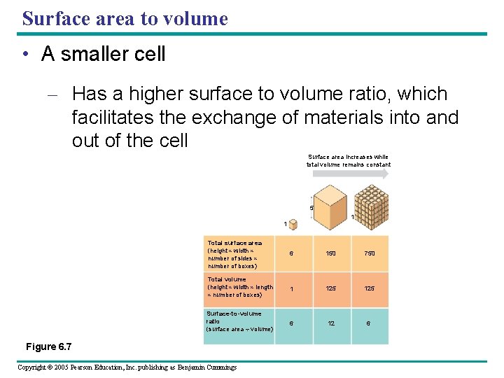 Surface area to volume • A smaller cell – Has a higher surface to Surface area to volume • A smaller cell – Has a higher surface to