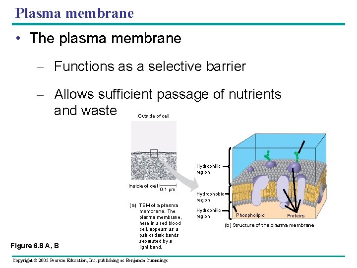 Plasma membrane • The plasma membrane – Functions as a selective barrier – Allows Plasma membrane • The plasma membrane – Functions as a selective barrier – Allows