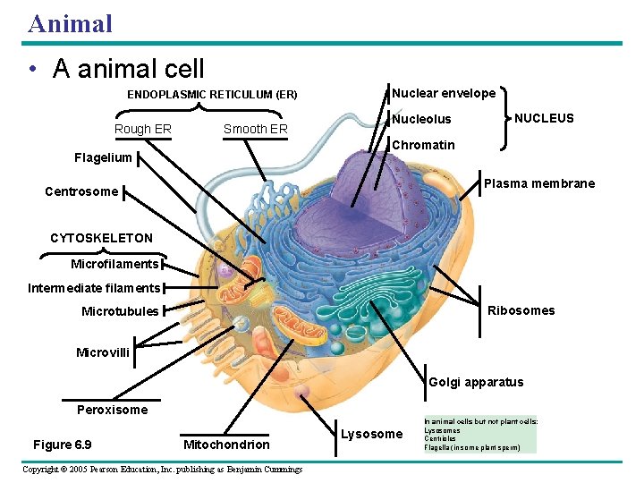 Animal • A animal cell ENDOPLASMIC RETICULUM (ER) Rough ER Smooth ER Nuclear envelope Animal • A animal cell ENDOPLASMIC RETICULUM (ER) Rough ER Smooth ER Nuclear envelope
