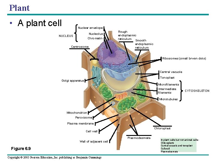 Plant • A plant cell Nuclear envelope Nucleolus Chromatin NUCLEUS Centrosome Rough endoplasmic reticulum Plant • A plant cell Nuclear envelope Nucleolus Chromatin NUCLEUS Centrosome Rough endoplasmic reticulum