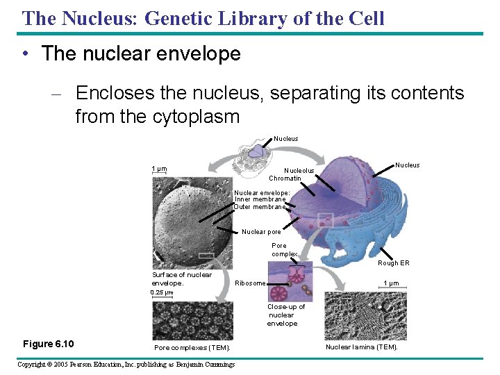 The Nucleus: Genetic Library of the Cell • The nuclear envelope – Encloses the The Nucleus: Genetic Library of the Cell • The nuclear envelope – Encloses the