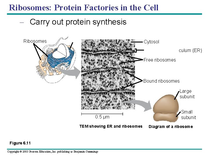 Ribosomes: Protein Factories in the Cell – Carry out protein synthesis Ribosomes ER Cytosol Ribosomes: Protein Factories in the Cell – Carry out protein synthesis Ribosomes ER Cytosol