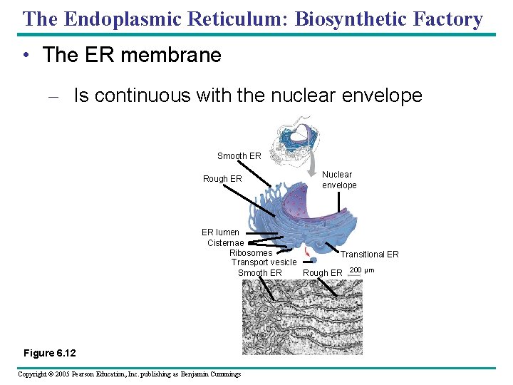 The Endoplasmic Reticulum: Biosynthetic Factory • The ER membrane – Is continuous with the The Endoplasmic Reticulum: Biosynthetic Factory • The ER membrane – Is continuous with the