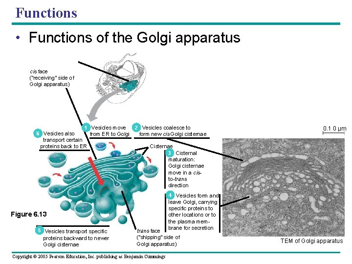 Functions • Functions of the Golgi apparatus cis face (“receiving” side of Golgi apparatus) Functions • Functions of the Golgi apparatus cis face (“receiving” side of Golgi apparatus)