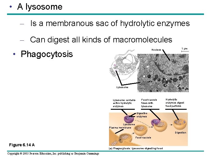 • A lysosome – Is a membranous sac of hydrolytic enzymes – Can • A lysosome – Is a membranous sac of hydrolytic enzymes – Can