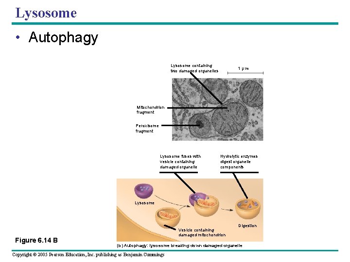 Lysosome • Autophagy Lysosome containing two damaged organelles 1 µ m Mitochondrion fragment Peroxisome Lysosome • Autophagy Lysosome containing two damaged organelles 1 µ m Mitochondrion fragment Peroxisome