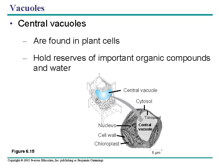Vacuoles • Central vacuoles – Are found in plant cells – Hold reserves of Vacuoles • Central vacuoles – Are found in plant cells – Hold reserves of