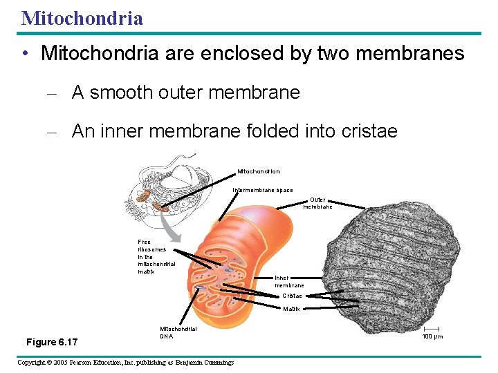 Mitochondria • Mitochondria are enclosed by two membranes – A smooth outer membrane – Mitochondria • Mitochondria are enclosed by two membranes – A smooth outer membrane –