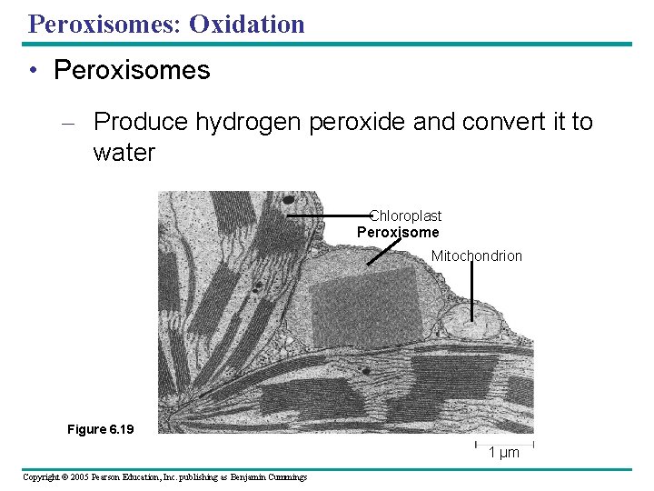 Peroxisomes: Oxidation • Peroxisomes – Produce hydrogen peroxide and convert it to water Chloroplast Peroxisomes: Oxidation • Peroxisomes – Produce hydrogen peroxide and convert it to water Chloroplast