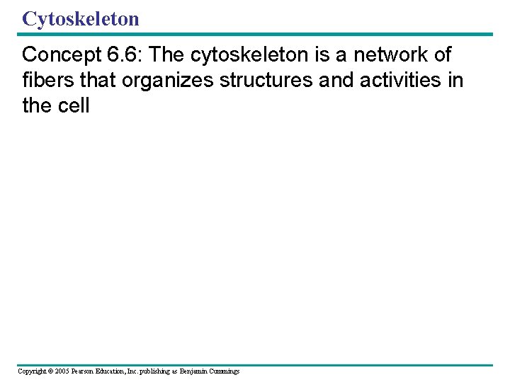 Cytoskeleton Concept 6. 6: The cytoskeleton is a network of fibers that organizes structures Cytoskeleton Concept 6. 6: The cytoskeleton is a network of fibers that organizes structures