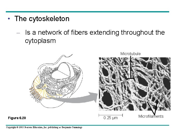 • The cytoskeleton – Is a network of fibers extending throughout the cytoplasm • The cytoskeleton – Is a network of fibers extending throughout the cytoplasm