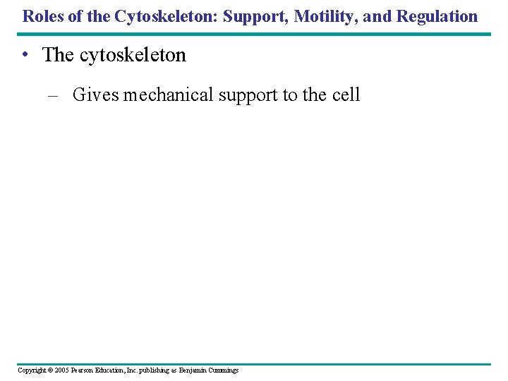Roles of the Cytoskeleton: Support, Motility, and Regulation • The cytoskeleton – Gives mechanical Roles of the Cytoskeleton: Support, Motility, and Regulation • The cytoskeleton – Gives mechanical