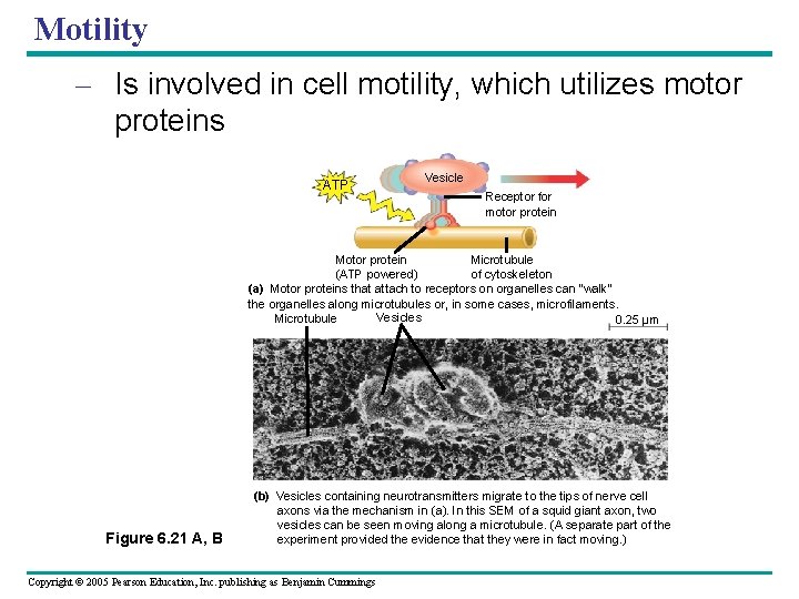 Motility – Is involved in cell motility, which utilizes motor proteins ATP Vesicle Receptor Motility – Is involved in cell motility, which utilizes motor proteins ATP Vesicle Receptor