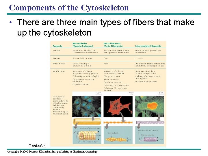 Components of the Cytoskeleton • There are three main types of fibers that make Components of the Cytoskeleton • There are three main types of fibers that make