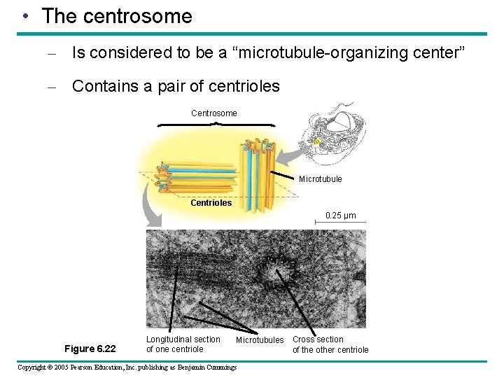 • The centrosome – Is considered to be a “microtubule-organizing center” – Contains • The centrosome – Is considered to be a “microtubule-organizing center” – Contains