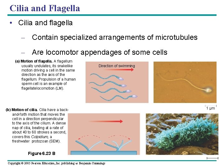 Cilia and Flagella • Cilia and flagella – Contain specialized arrangements of microtubules – Cilia and Flagella • Cilia and flagella – Contain specialized arrangements of microtubules –