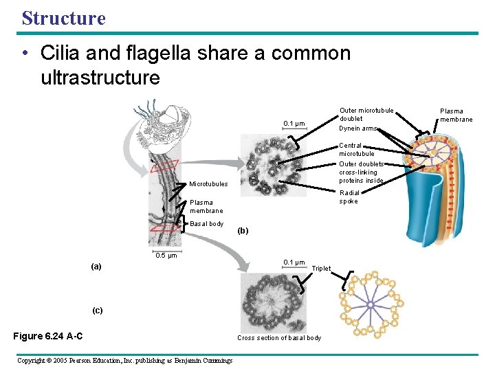 Structure • Cilia and flagella share a common ultrastructure Outer microtubule doublet Dynein arms Structure • Cilia and flagella share a common ultrastructure Outer microtubule doublet Dynein arms