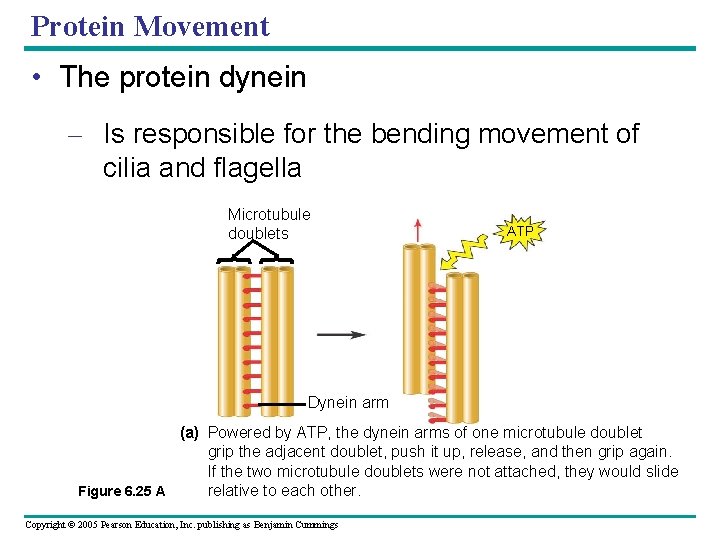 Protein Movement • The protein dynein – Is responsible for the bending movement of Protein Movement • The protein dynein – Is responsible for the bending movement of