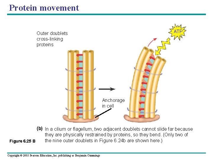 Protein movement ATP Outer doublets cross-linking proteins Anchorage in cell (b) In a cilium Protein movement ATP Outer doublets cross-linking proteins Anchorage in cell (b) In a cilium