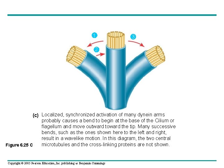 1 3 2 (c) Localized, synchronized activation of many dynein arms probably causes a 1 3 2 (c) Localized, synchronized activation of many dynein arms probably causes a
