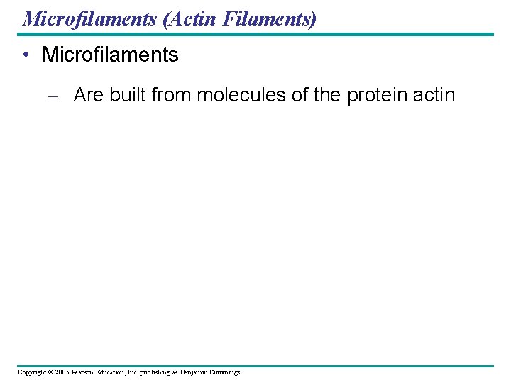 Microfilaments (Actin Filaments) • Microfilaments – Are built from molecules of the protein actin Microfilaments (Actin Filaments) • Microfilaments – Are built from molecules of the protein actin