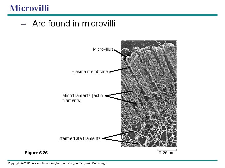 Microvilli – Are found in microvilli Microvillus Plasma membrane Microfilaments (actin filaments) Intermediate filaments Microvilli – Are found in microvilli Microvillus Plasma membrane Microfilaments (actin filaments) Intermediate filaments