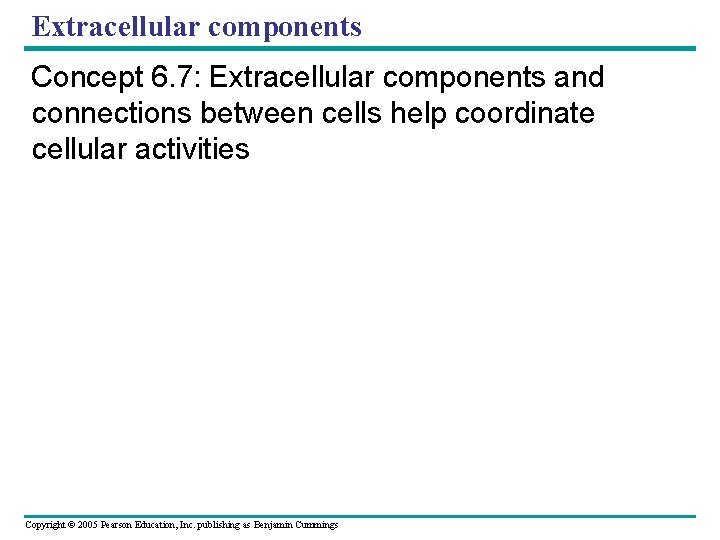 Extracellular components Concept 6. 7: Extracellular components and connections between cells help coordinate cellular Extracellular components Concept 6. 7: Extracellular components and connections between cells help coordinate cellular