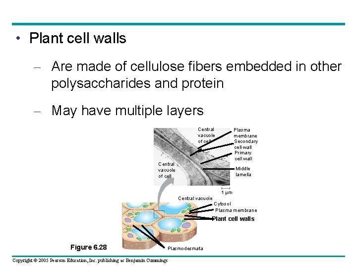 • Plant cell walls – Are made of cellulose fibers embedded in other • Plant cell walls – Are made of cellulose fibers embedded in other