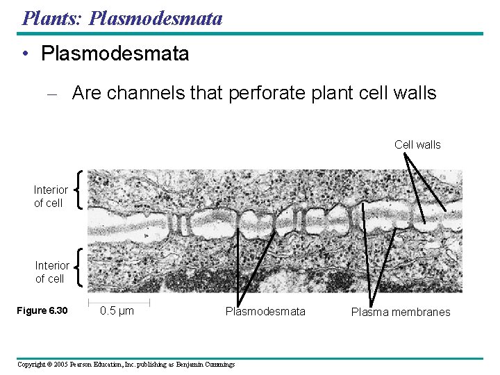 Plants: Plasmodesmata • Plasmodesmata – Are channels that perforate plant cell walls Cell walls Plants: Plasmodesmata • Plasmodesmata – Are channels that perforate plant cell walls Cell walls