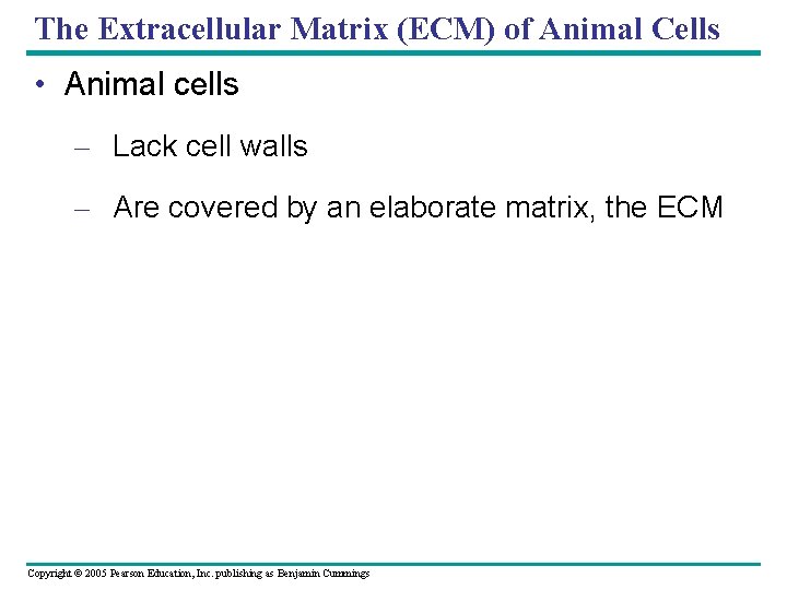 The Extracellular Matrix (ECM) of Animal Cells • Animal cells – Lack cell walls The Extracellular Matrix (ECM) of Animal Cells • Animal cells – Lack cell walls