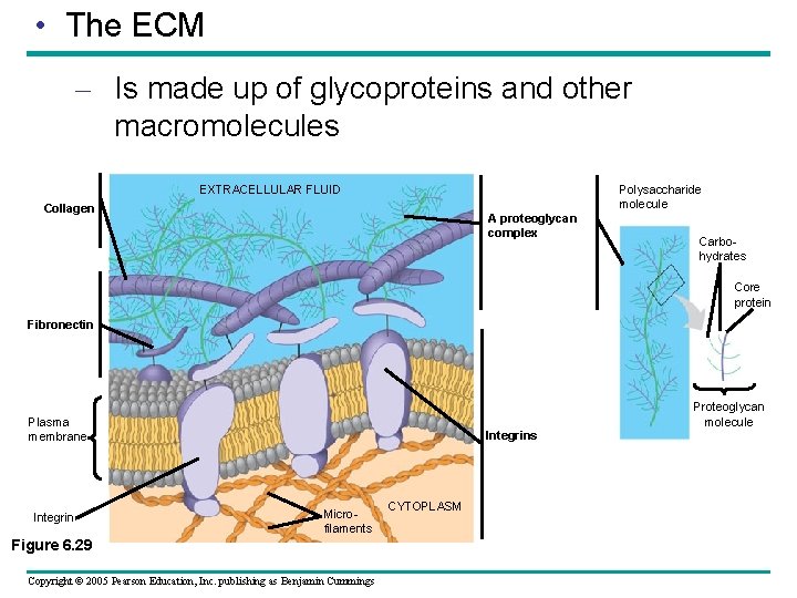 • The ECM – Is made up of glycoproteins and other macromolecules Polysaccharide • The ECM – Is made up of glycoproteins and other macromolecules Polysaccharide