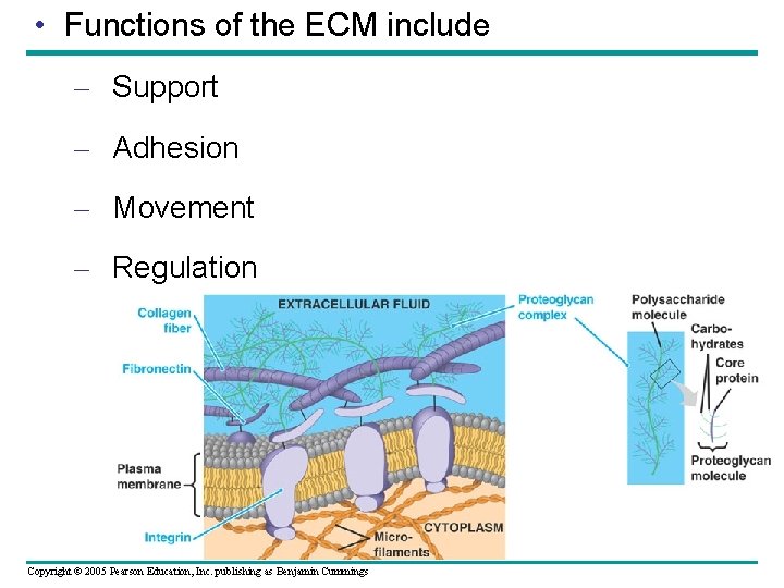 • Functions of the ECM include – Support – Adhesion – Movement – • Functions of the ECM include – Support – Adhesion – Movement –