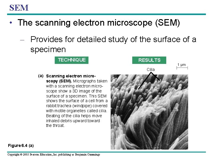 SEM • The scanning electron microscope (SEM) – Provides for detailed study of the SEM • The scanning electron microscope (SEM) – Provides for detailed study of the