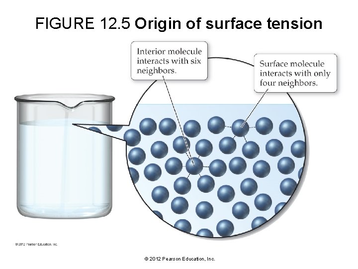 FIGURE 12. 5 Origin of surface tension © 2012 Pearson Education, Inc. 