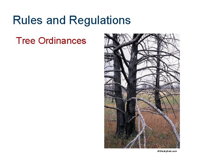 Rules and Regulations Tree Ordinances ©i. Stockphoto. com 