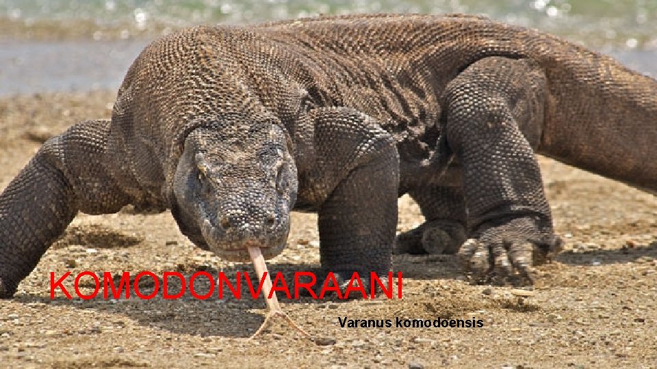 KOMODONVARAANI Varanus komodoensis 