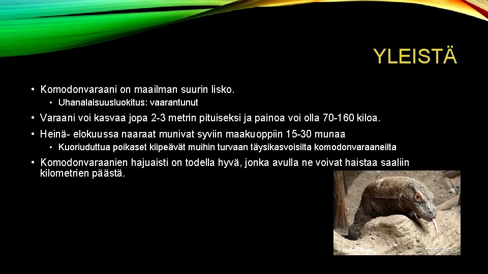 YLEISTÄ • Komodonvaraani on maailman suurin lisko. • Uhanalaisuusluokitus: vaarantunut • Varaani voi kasvaa
