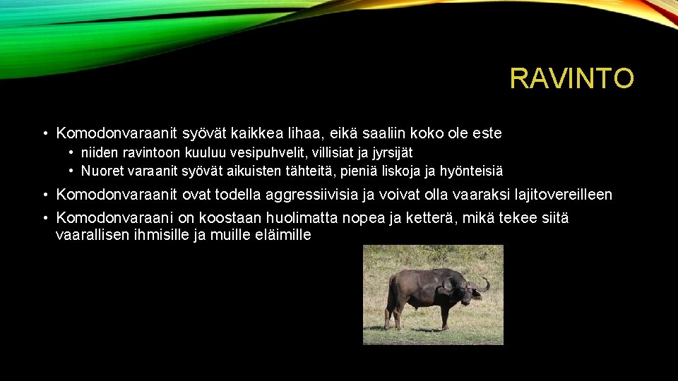 RAVINTO • Komodonvaraanit syövät kaikkea lihaa, eikä saaliin koko ole este • niiden ravintoon