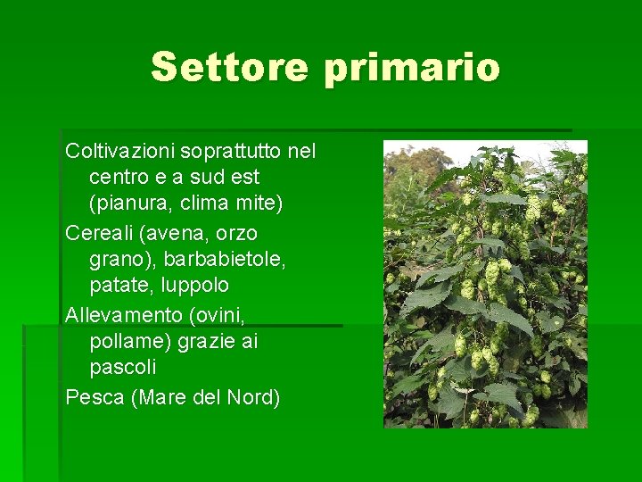 Settore primario Coltivazioni soprattutto nel centro e a sud est (pianura, clima mite) Cereali Settore primario Coltivazioni soprattutto nel centro e a sud est (pianura, clima mite) Cereali