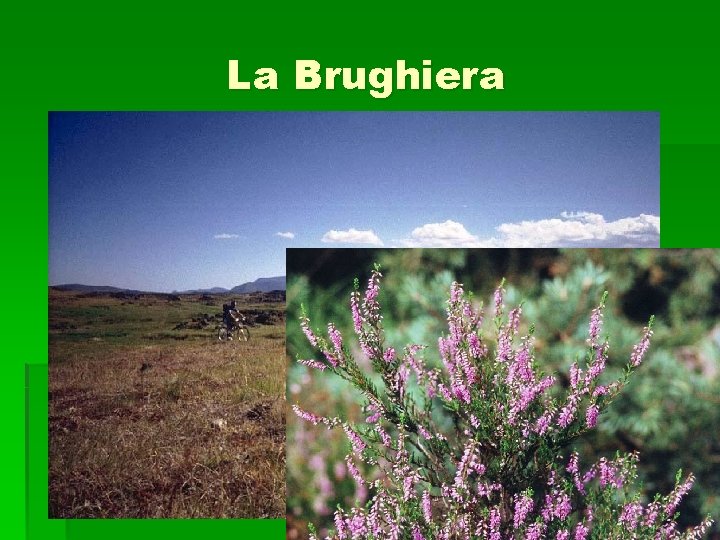 La Brughiera La Brughiera