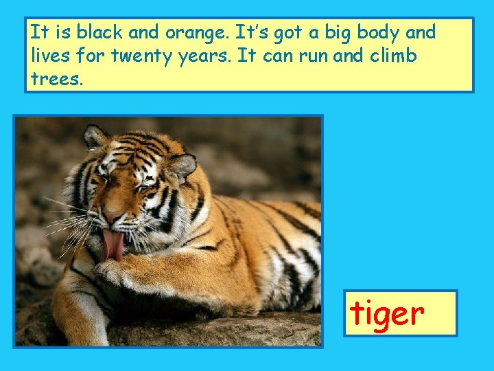 It is black and orange. It’s got a big body and lives for twenty