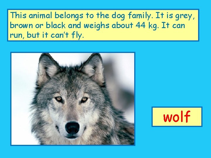 This animal belongs to the dog family. It is grey, brown or black and