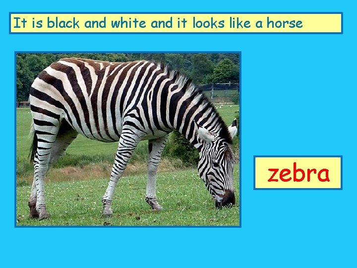 It is black and white and it looks like a horse zebra 